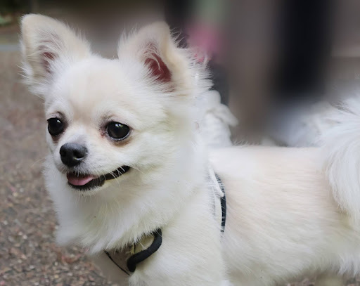 横を向いている白いチワワ