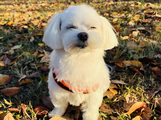 目を瞑っている白いマルチーズ