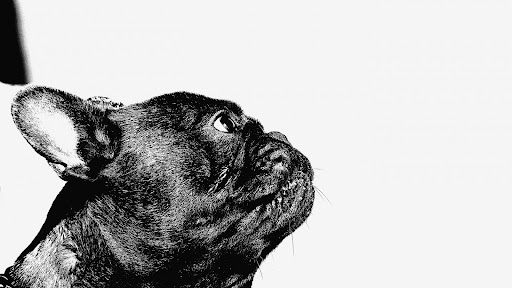 横を向いている黒いフレンチブルドッグ