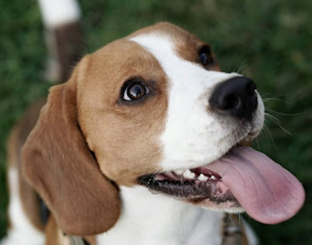 上を見上げるビーグル犬