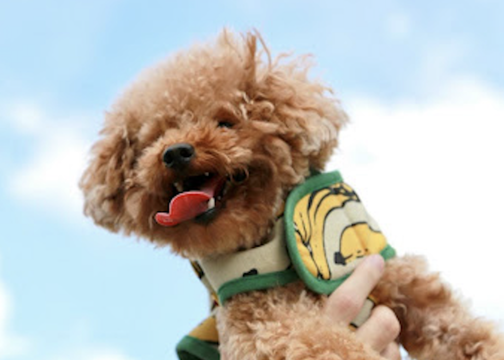 青空の下抱っこされるトイプードル