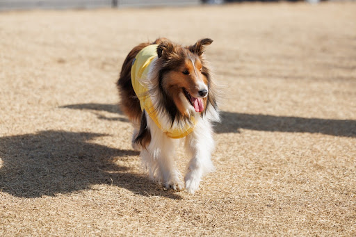 走っているシェルティー