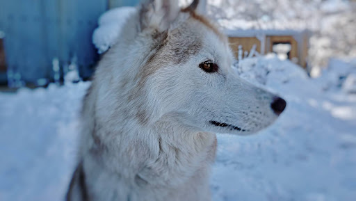 雪の中のシェパード