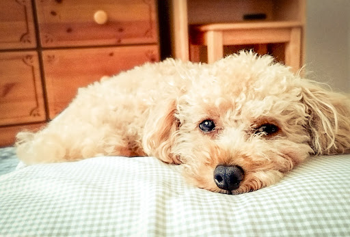 寝ているトイプードル