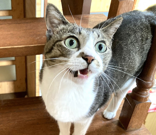 とぼけた顔した猫