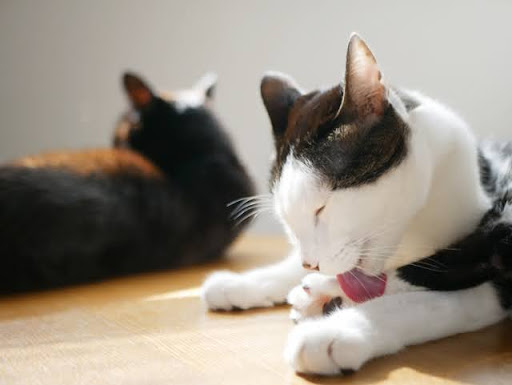 腕を舐める白黒猫