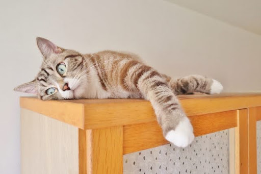 横になっているキジトラ猫