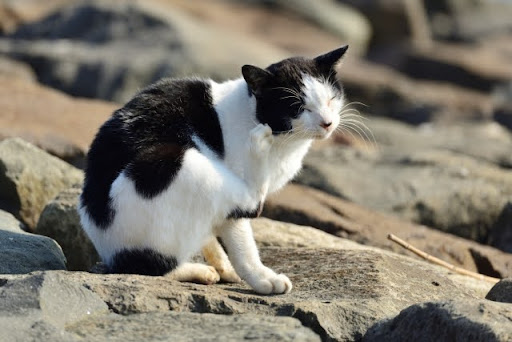 首をかいている白黒猫