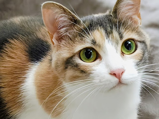 つぶらな瞳の三毛猫