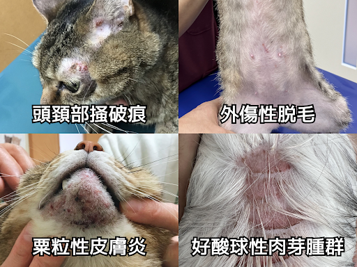 猫の各疾患別の皮膚の状況