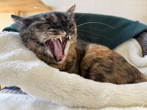 あくびをするサビ猫