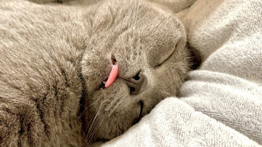 舌を出しているグレーの猫