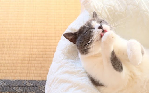 手を舐めるグレーと白の猫