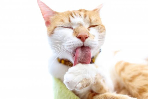 手を舐める茶白の猫