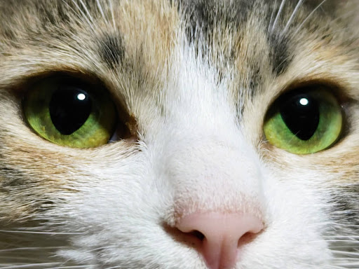 黄色い目のアップの猫