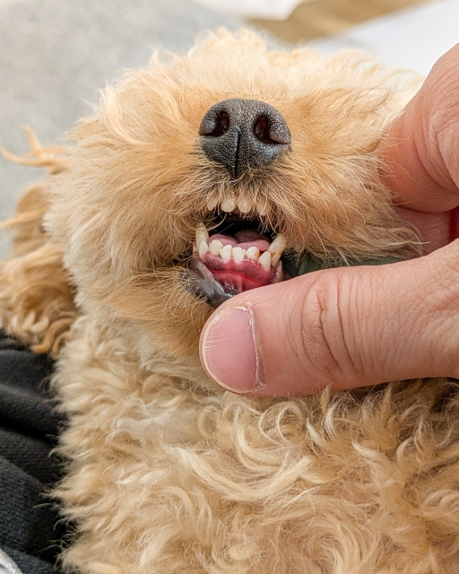 歯茎を見せるトイプードル
