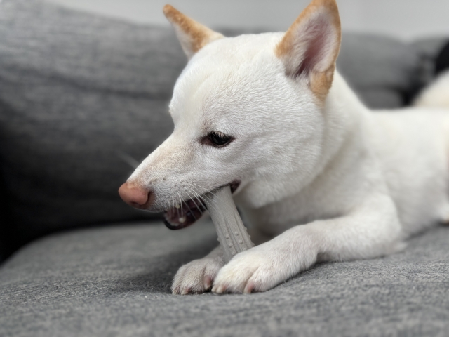 おもちゃを噛む白い犬