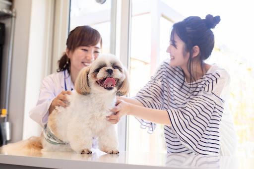 診察を受けるシーズー