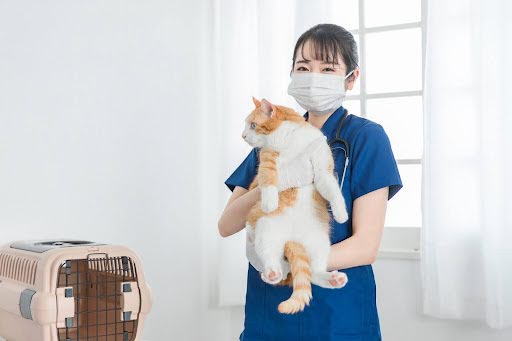 猫を抱っこする獣医師