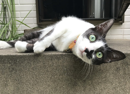 横になっている白黒猫