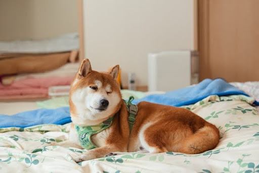 うつ伏せのハーネスをつけている柴犬