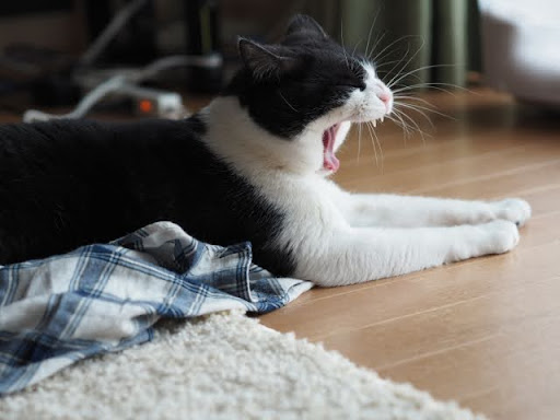 あくびをしている白黒猫