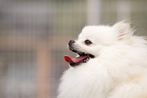 白いポメラニアンの横顔