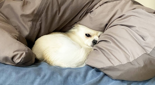 布団にくるまるチワワ