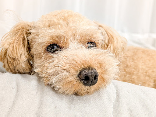 顎を乗せているトイプードル