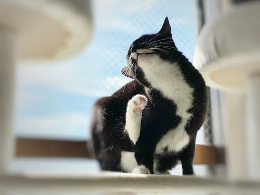 耳をかいている猫