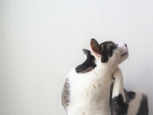 耳をかいている猫