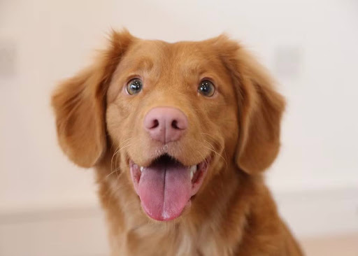 笑っている茶色い犬