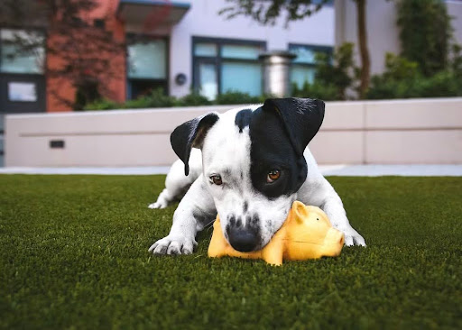 おもちゃを噛んでいる白黒の犬