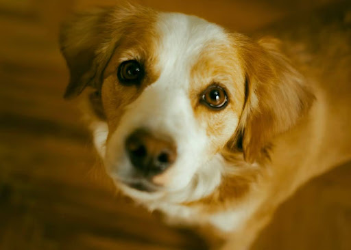 上目遣いの雑種犬