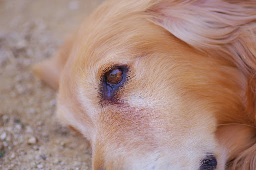 横になっているごールデンレトリーバーの目