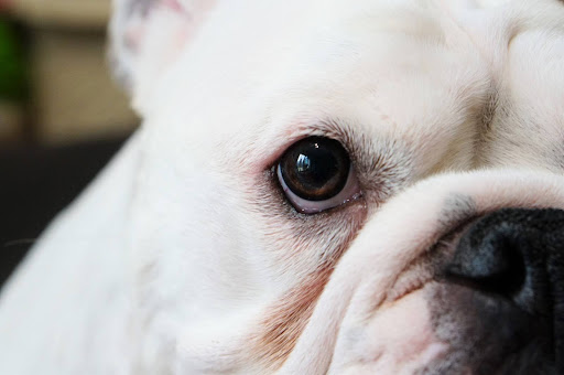 フレンチブルドッグの目