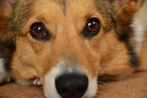 つぶらな瞳の犬