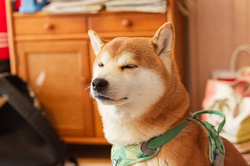 目を瞑っている柴犬