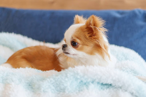 横を見ているチワワ