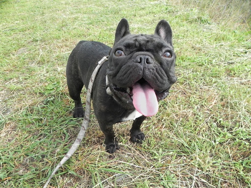 上を見上げているフレンチブルドッグ