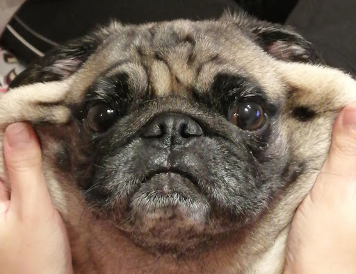 頬を引っ張られているパグ