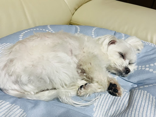 ベッドで寝ている白い犬