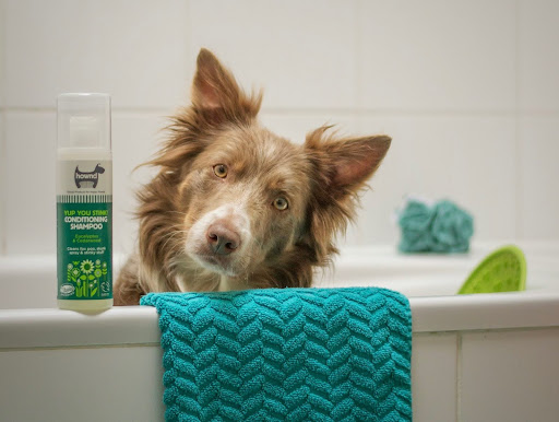 お風呂に入っている茶色いボーダーコリー