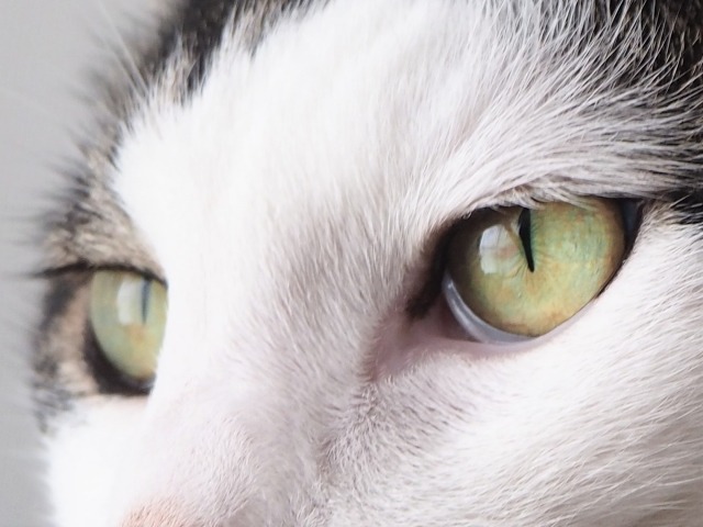 アップになっている猫の顔