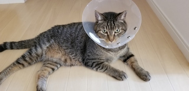 エリザベスカラーをつけているキジトラ猫