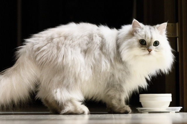 食器の前のペルシャ猫