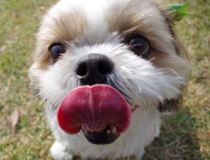 脂漏性皮膚炎と犬アトピー性皮膚炎が併発した犬の一例｜マラセチアとの関係性とは？