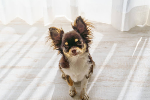 こちらを見つめる茶色いチワワ