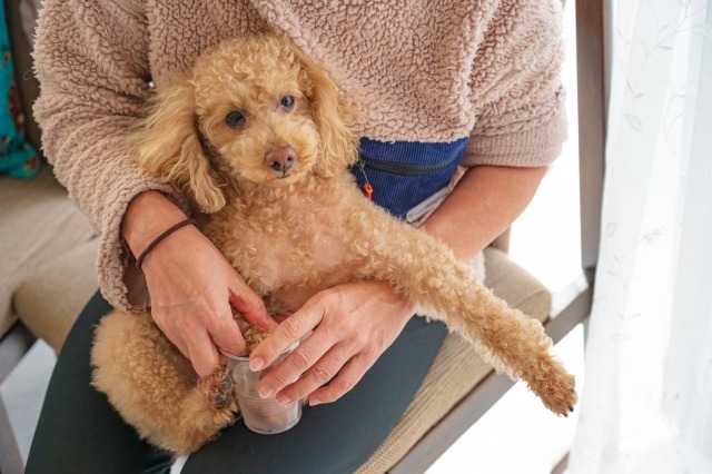 抱っこされているトイプードル