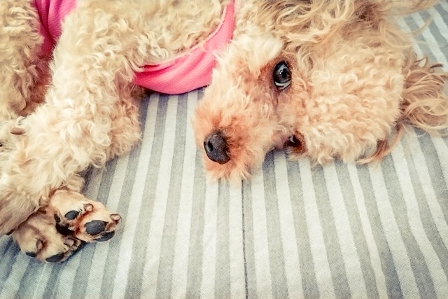 服を着て横になっているトイプードル